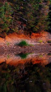 Preview wallpaper pond, forest, trees, landscape