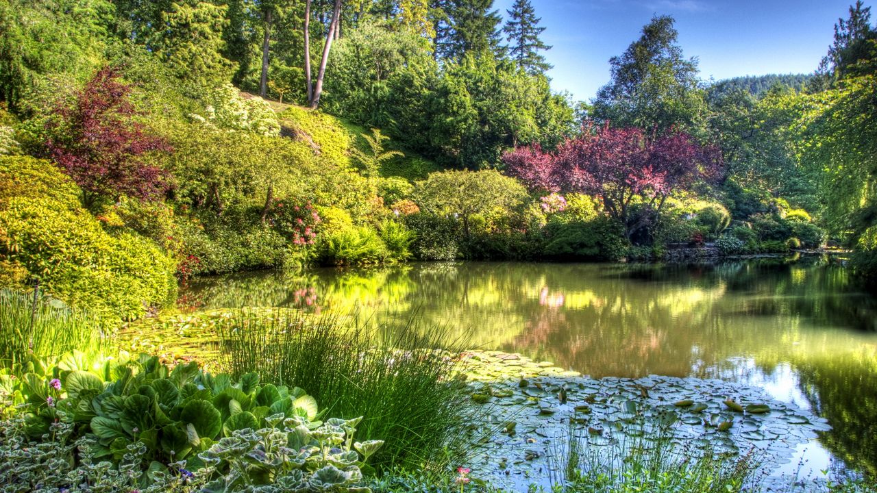 Wallpaper pond, garden, vegetation, green, light