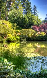 Preview wallpaper pond, garden, vegetation, green, light