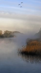 Preview wallpaper pond, grass, fog, nature, birds