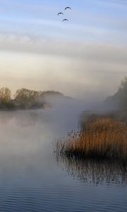 Preview wallpaper pond, grass, fog, nature, birds