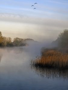 Preview wallpaper pond, grass, fog, nature, birds