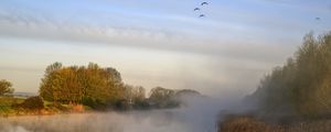 Preview wallpaper pond, grass, fog, nature, birds