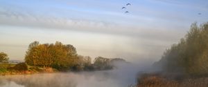 Preview wallpaper pond, grass, fog, nature, birds