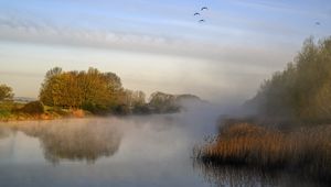 Preview wallpaper pond, grass, fog, nature, birds