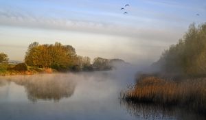 Preview wallpaper pond, grass, fog, nature, birds