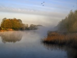 Preview wallpaper pond, grass, fog, nature, birds