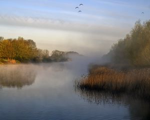 Preview wallpaper pond, grass, fog, nature, birds