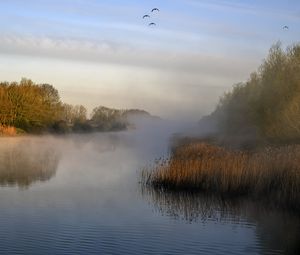 Preview wallpaper pond, grass, fog, nature, birds