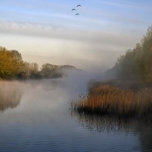 Preview wallpaper pond, grass, fog, nature, birds