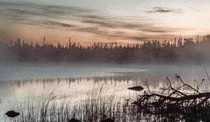 Preview wallpaper pond, grass, trees, fog, sunrise