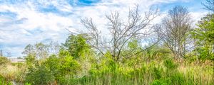 Preview wallpaper pond, grass, trees, clouds, nature