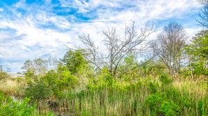 Preview wallpaper pond, grass, trees, clouds, nature