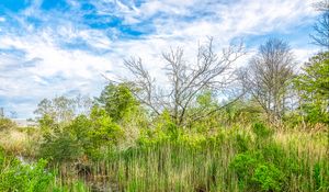 Preview wallpaper pond, grass, trees, clouds, nature