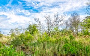 Preview wallpaper pond, grass, trees, clouds, nature