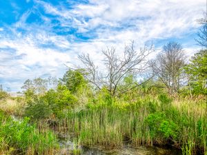 Preview wallpaper pond, grass, trees, clouds, nature