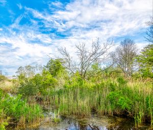 Preview wallpaper pond, grass, trees, clouds, nature