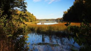 Preview wallpaper pond, grass, trees, landscape