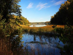 Preview wallpaper pond, grass, trees, landscape