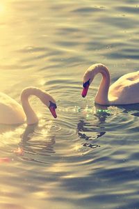 Preview wallpaper pond, lake, water, reflections, swans, couple