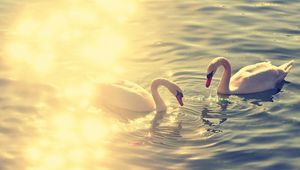 Preview wallpaper pond, lake, water, reflections, swans, couple