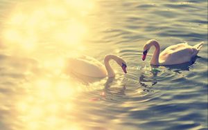 Preview wallpaper pond, lake, water, reflections, swans, couple