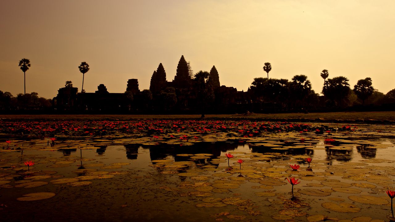 Wallpaper pond, lilies, panorama, cambodia