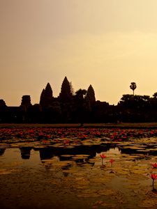 Preview wallpaper pond, lilies, panorama, cambodia