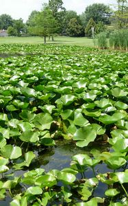 Preview wallpaper pond, reeds, plants, nature