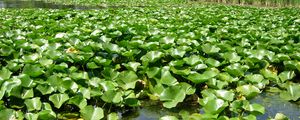 Preview wallpaper pond, reeds, plants, nature