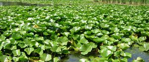 Preview wallpaper pond, reeds, plants, nature