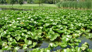 Preview wallpaper pond, reeds, plants, nature