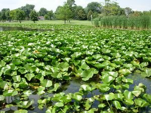 Preview wallpaper pond, reeds, plants, nature