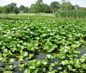 Preview wallpaper pond, reeds, plants, nature