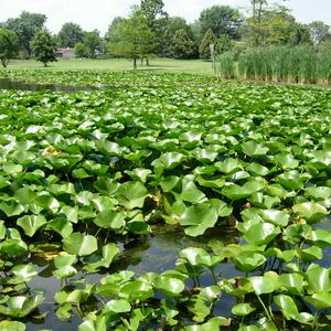 Preview wallpaper pond, reeds, plants, nature