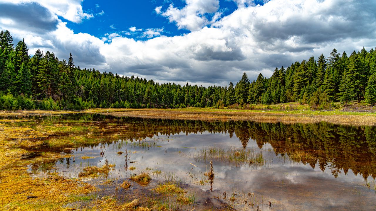 Wallpaper pond, reflection, forest, trees, nature