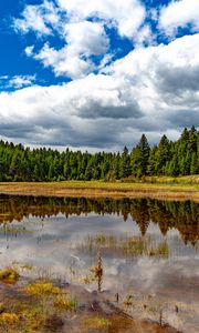 Preview wallpaper pond, reflection, forest, trees, nature