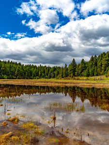 Preview wallpaper pond, reflection, forest, trees, nature