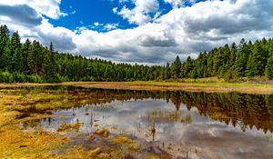 Preview wallpaper pond, reflection, forest, trees, nature