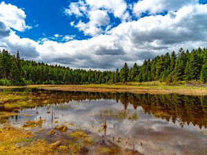 Preview wallpaper pond, reflection, forest, trees, nature