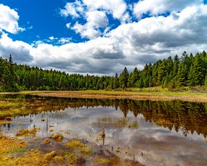 Preview wallpaper pond, reflection, forest, trees, nature