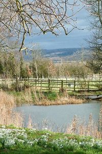 Preview wallpaper pond, river, fence, grass, trees