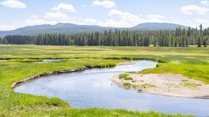 Preview wallpaper pond, river, meadow, grass, trees