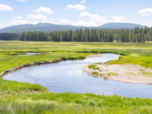 Preview wallpaper pond, river, meadow, grass, trees