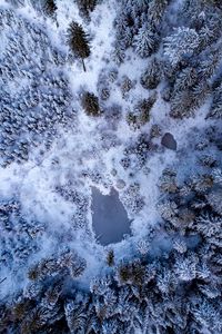 Preview wallpaper pond, snow, trees, aerial view