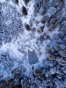 Preview wallpaper pond, snow, trees, aerial view