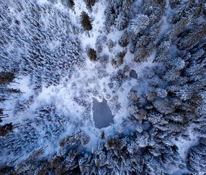 Preview wallpaper pond, snow, trees, aerial view