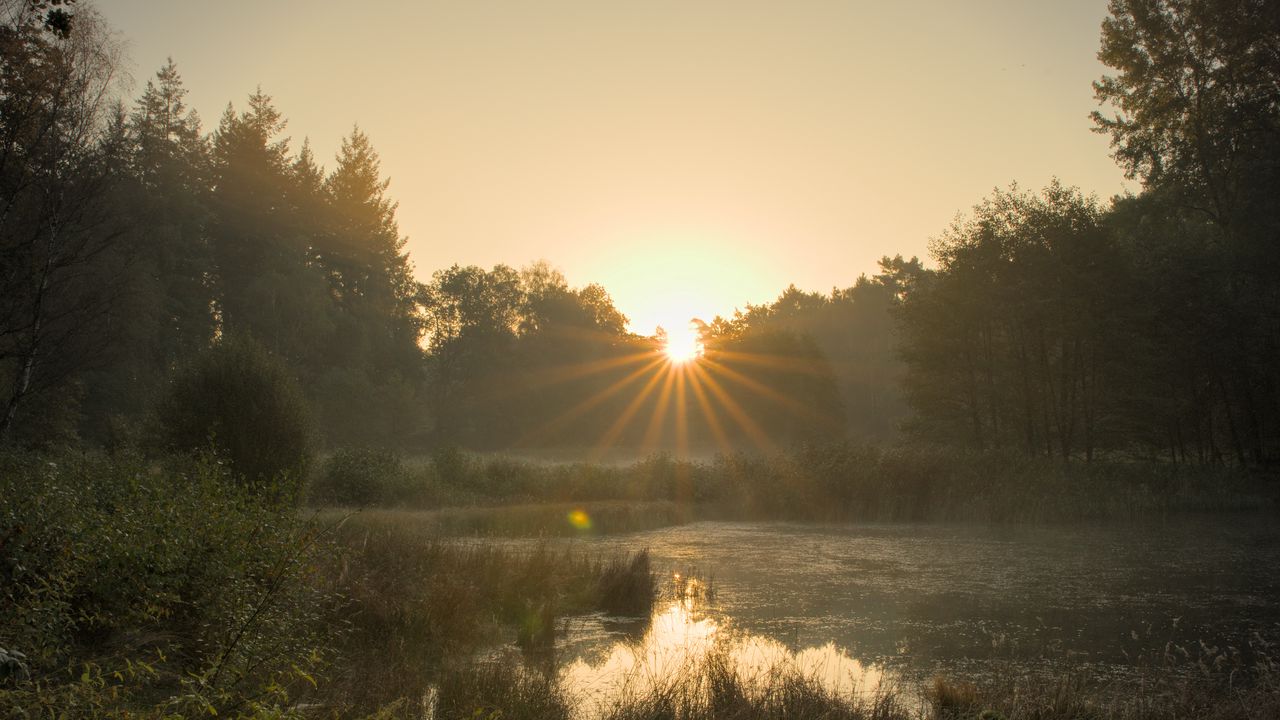 Wallpaper pond, sunrise, landscape, trees, water, nature