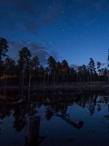 Preview wallpaper pond, trees, forest, logs, night, stars