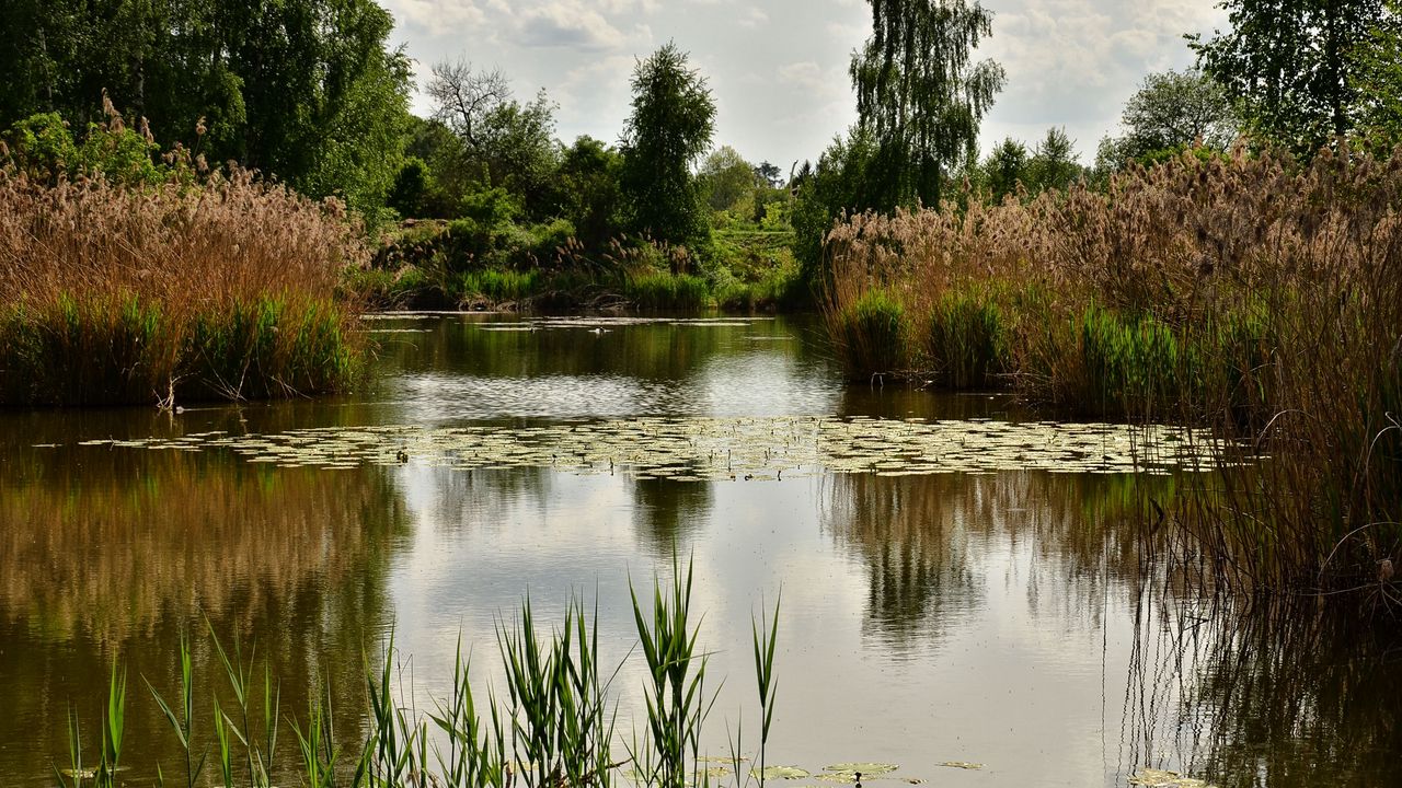 Wallpaper pond, trees, plants, landscape